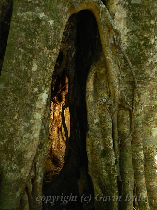 Light within tree, Natural Arch P1020850.JPG - Gavin